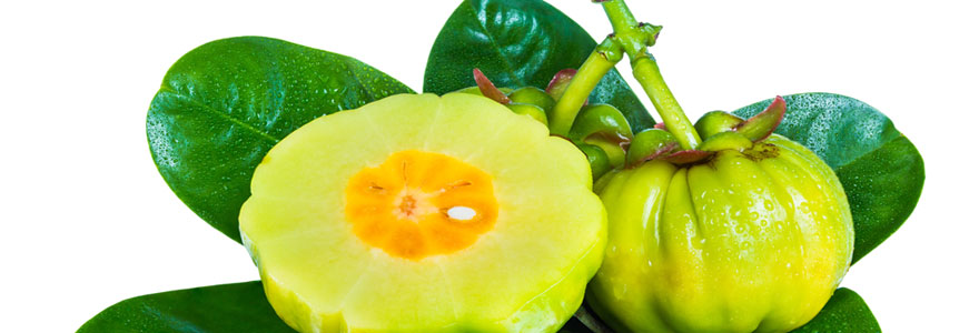 garcinia cambogia